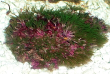 Saltwater - Austin Aquariums