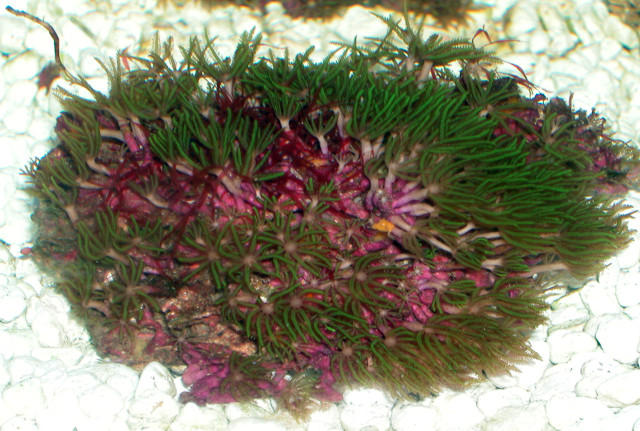 Saltwater - Austin Aquariums