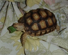 suc