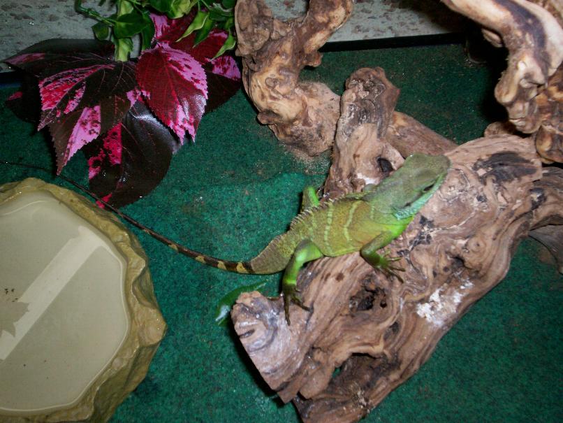 my Dragon