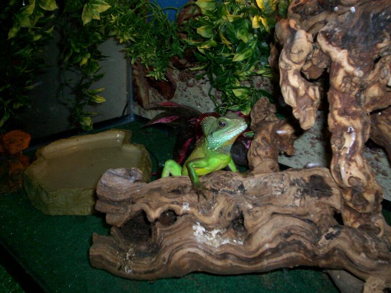 my Dragon