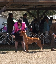 Romeo showing in Ocala, FL.