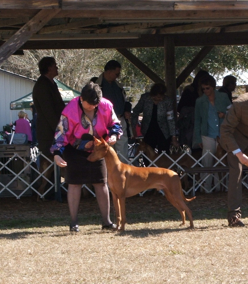 Romeo showing in Ocala, FL.