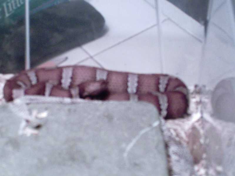 female pictagaster that my wife named coral