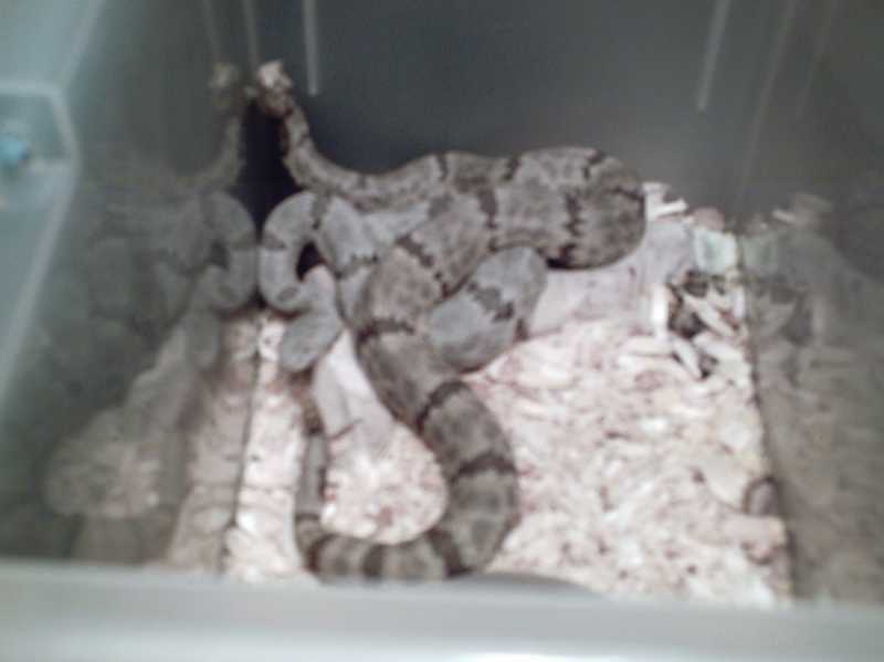 adult male & female lepidus