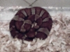 copperhead snake that my wife named demon child