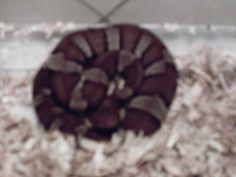 copperhead snake that my wife named demon child