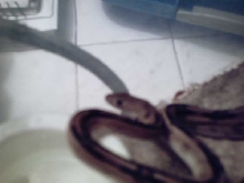 Trans Pecos Rat Snake named Princess by my wife