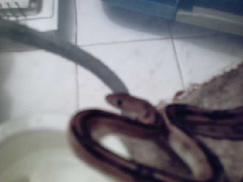 Trans Pecos Rat Snake named Princess by my wife