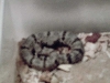 yearling female lepidus