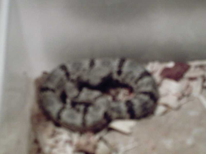 yearling female lepidus