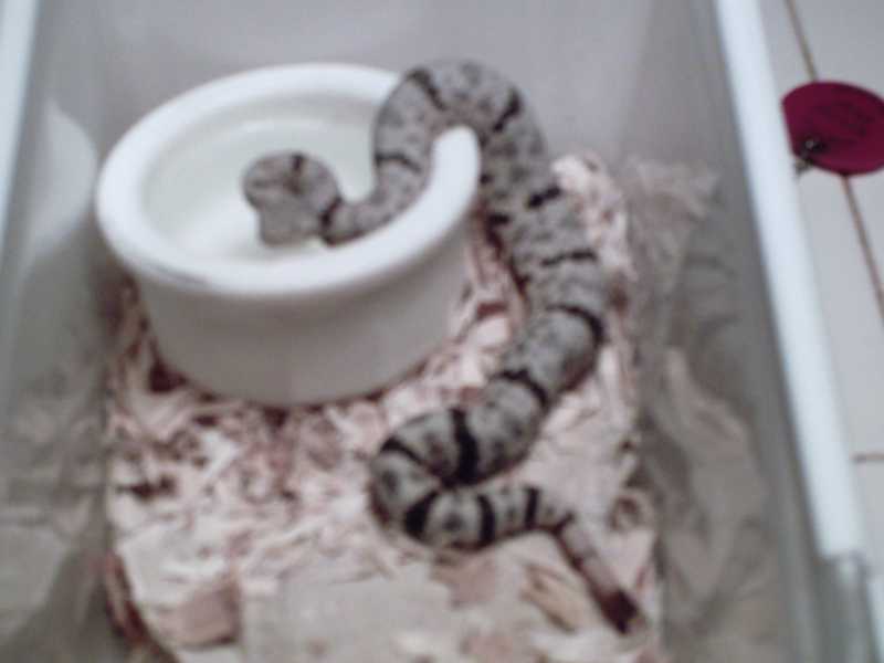 yearling male lepidus