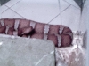 female pictagaster named coral by my wife