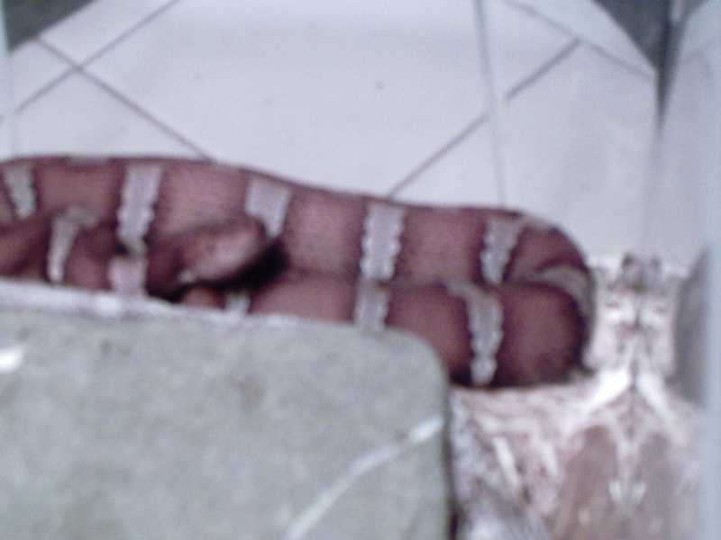 female pictagaster named coral by my wife