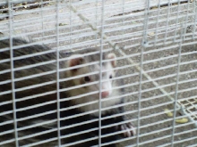 Curious George