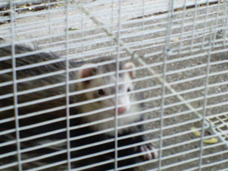 Curious George