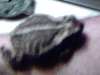 Precious is our honeymoon toad