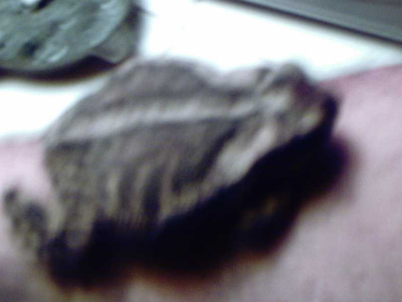 Precious is our honeymoon toad