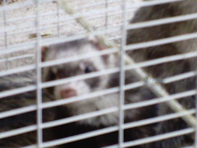 Sable, a.k.a., Crazy B_ _ _ _