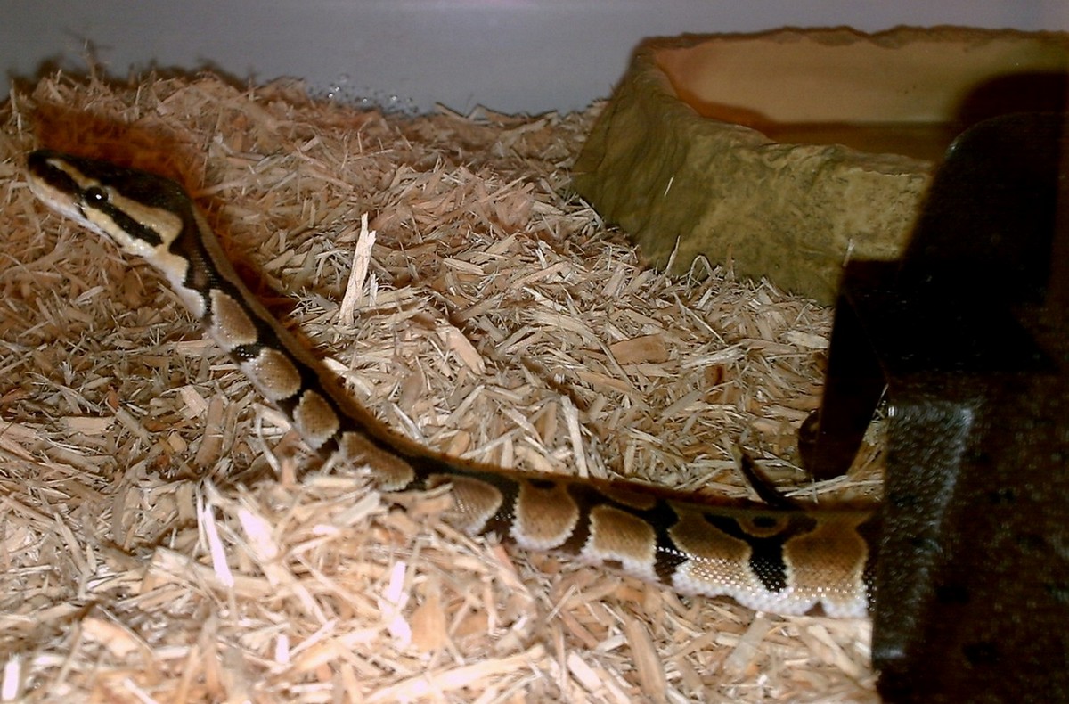 Gizmo First Picture