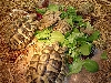 7 tortoises