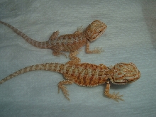 Bearded Dragons