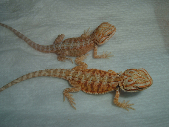 Bearded Dragons
