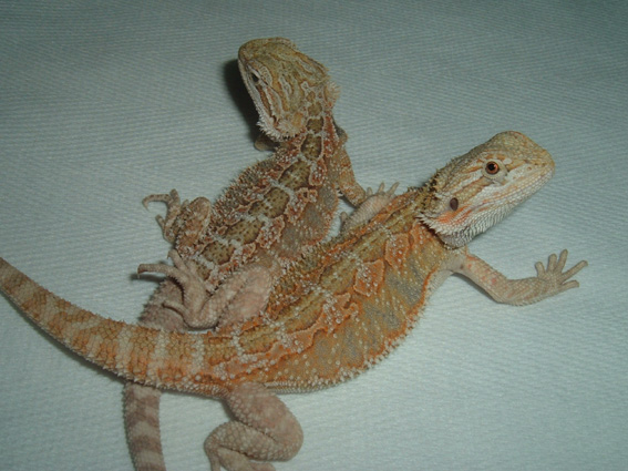 Hypo Pastel