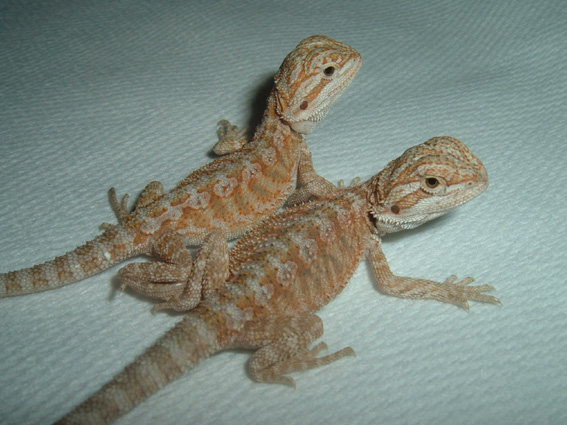 Hypo Pastel