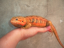yellow belly ??
