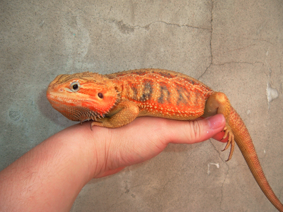 yellow belly ??