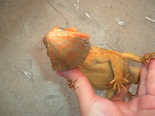 yellow belly ??
