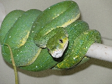 Male Chondro