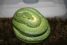 Mom on eggs