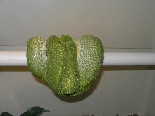 Gravid Chondro