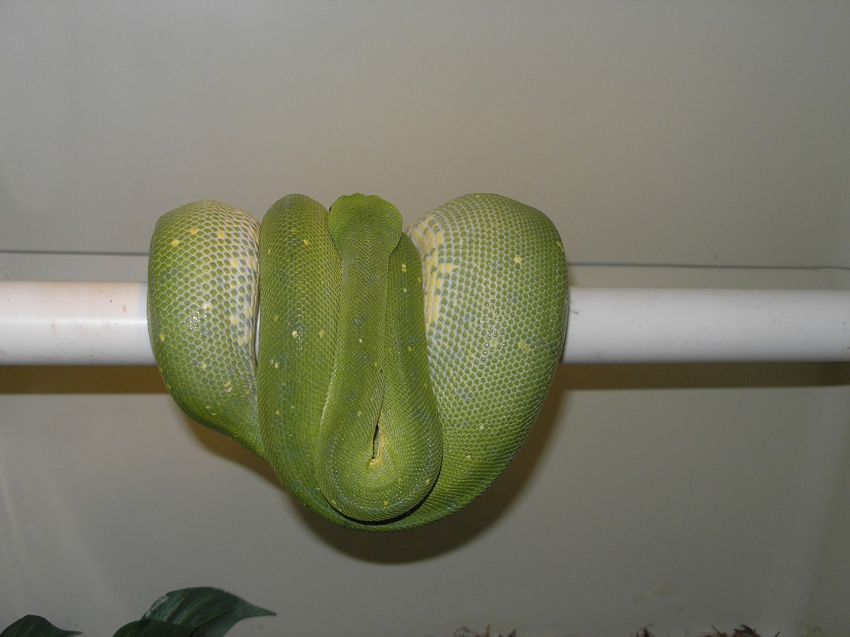 Gravid Chondro