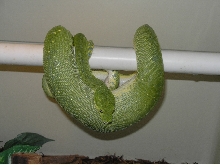 Ovulating Chondro