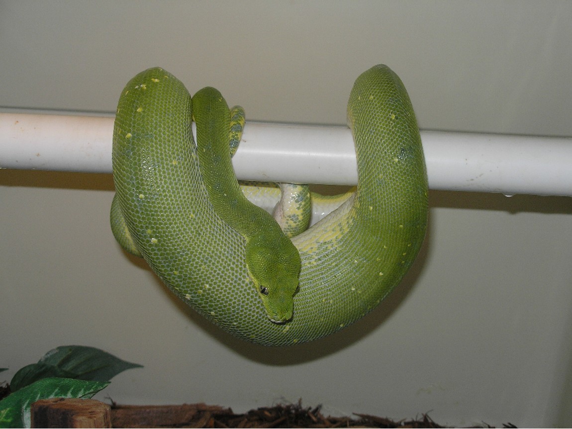 Ovulating Chondro