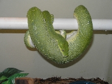Ovulating Chondro #2