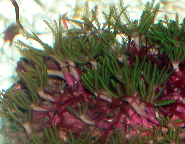 Saltwater - Austin Aquariums