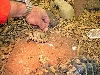 After dinner shell rub