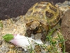 Brownie & rose of Sharon