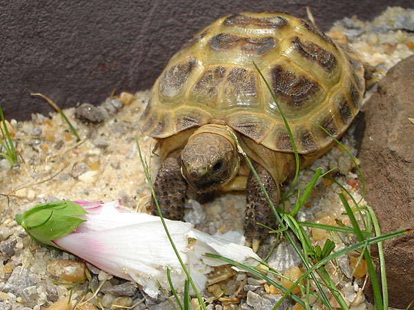 Brownie & rose of Sharon