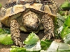 Gimpy & prickly pear