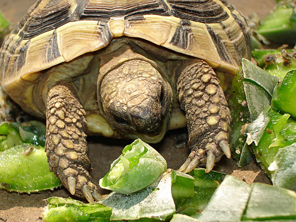 Gimpy & prickly pear