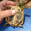 female hermanns