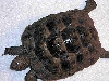 unknown_1