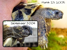 Ollie before & after