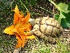 tut & daylily