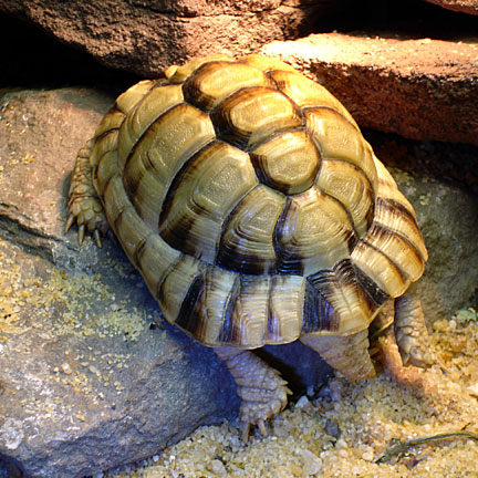 Tut basking